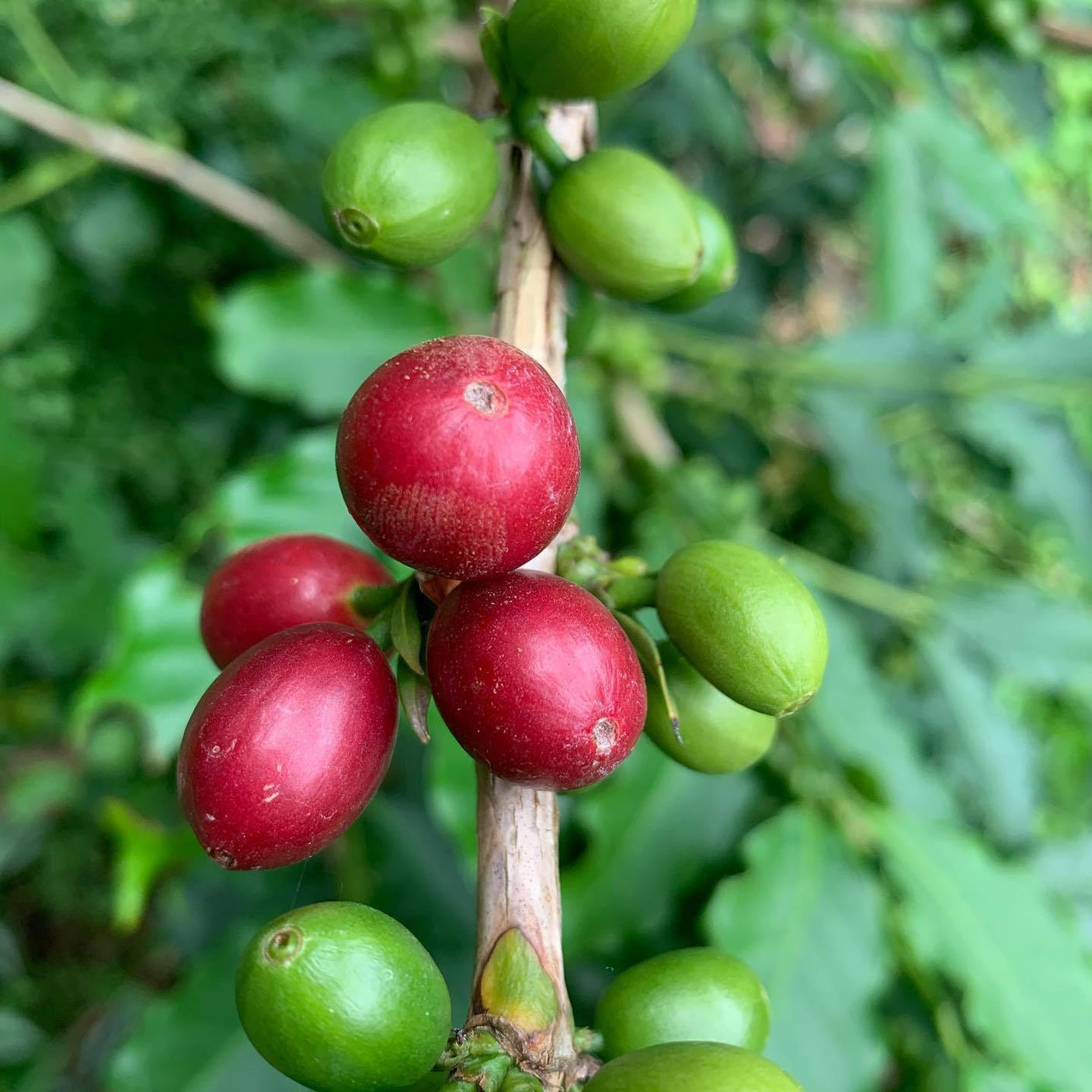 Siam Blades Coffee Subscription - Siam Blades