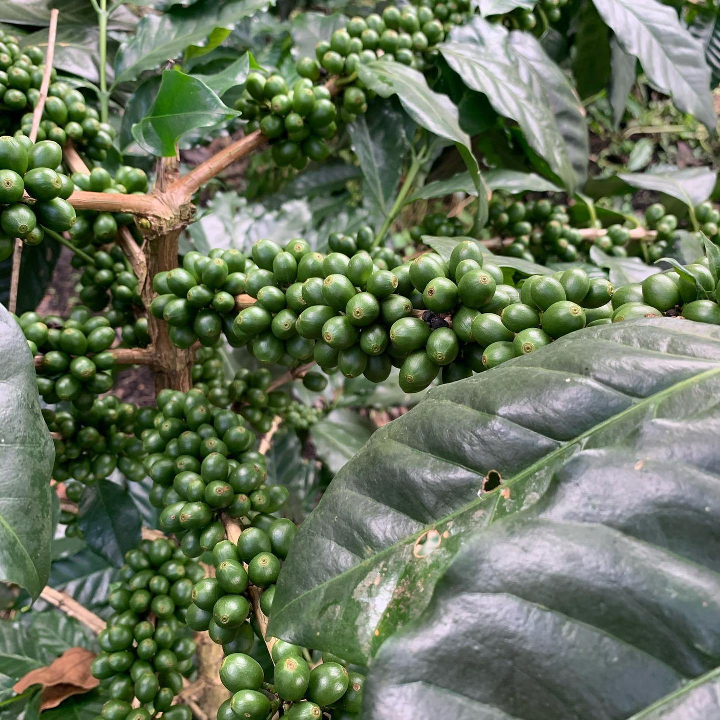 Siam Blades Coffee Subscription - Siam Blades