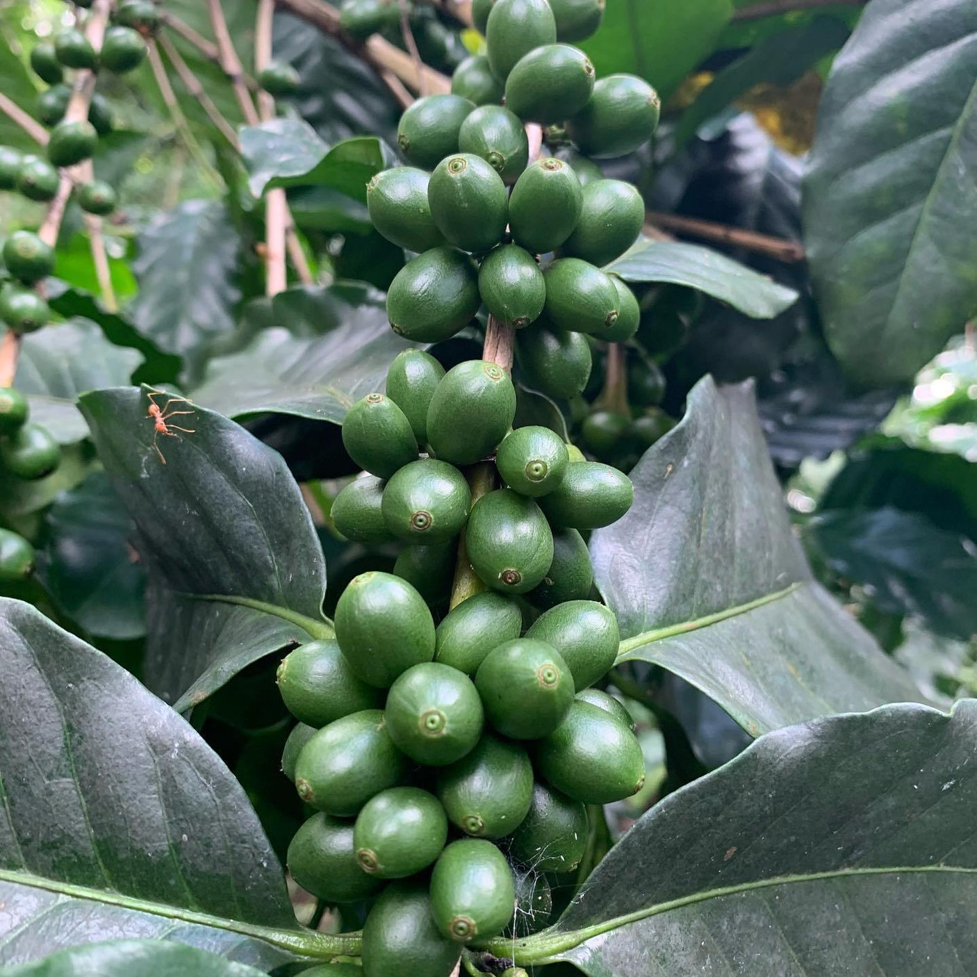 Siam Blades Coffee Subscription - Siam Blades