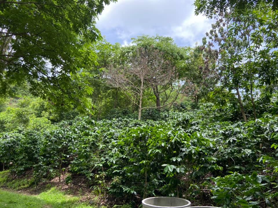 Siam Blades Coffee Subscription - Siam Blades