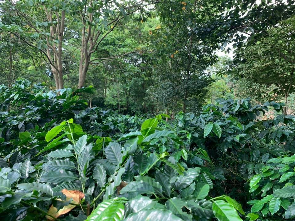 Siam Blades Coffee Subscription - Siam Blades