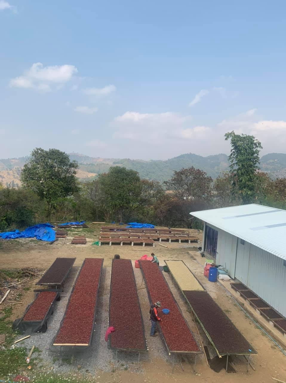 Siam Blades Coffee Subscription - Siam Blades