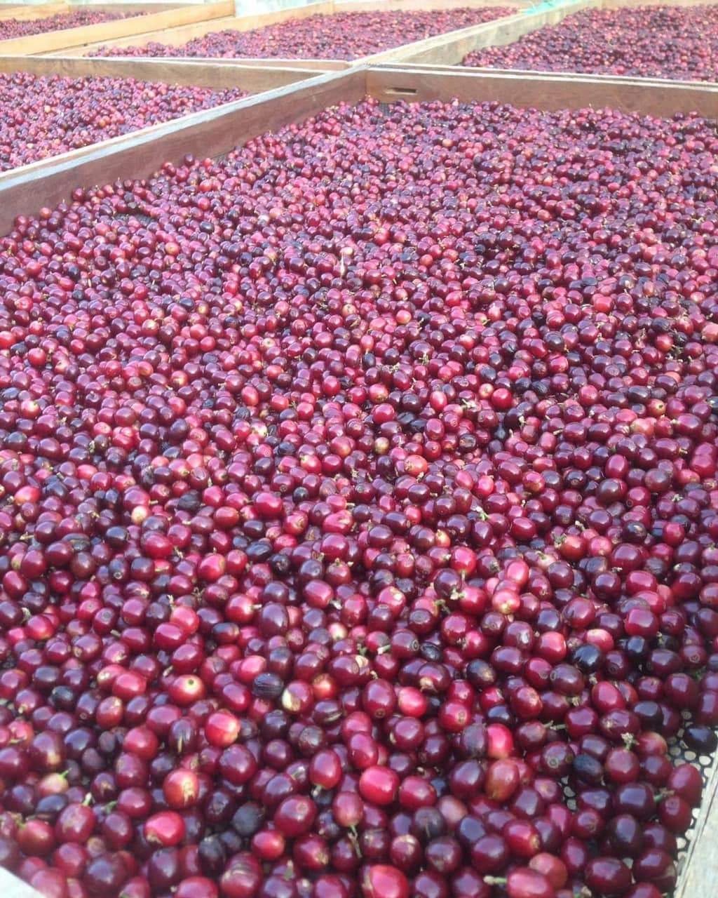 Siam Blades Coffee Subscription - Siam Blades