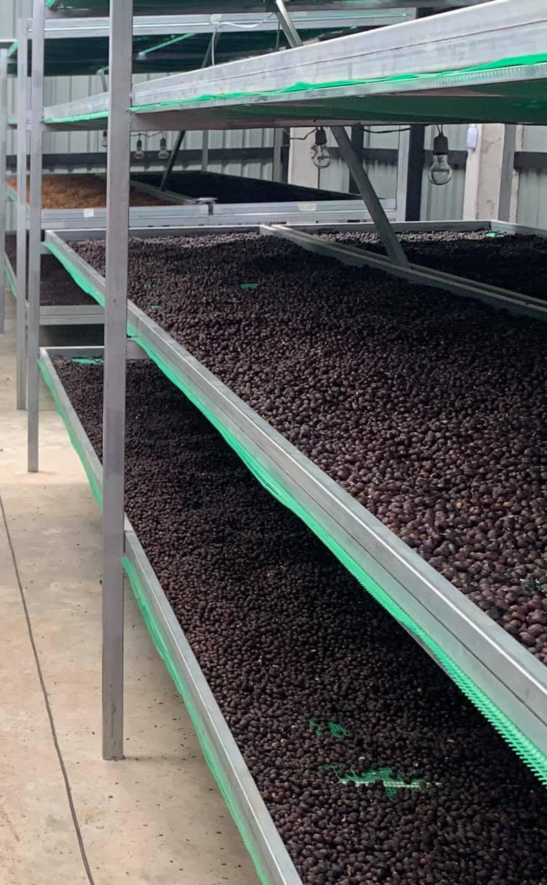 Siam Blades Coffee Subscription - Siam Blades