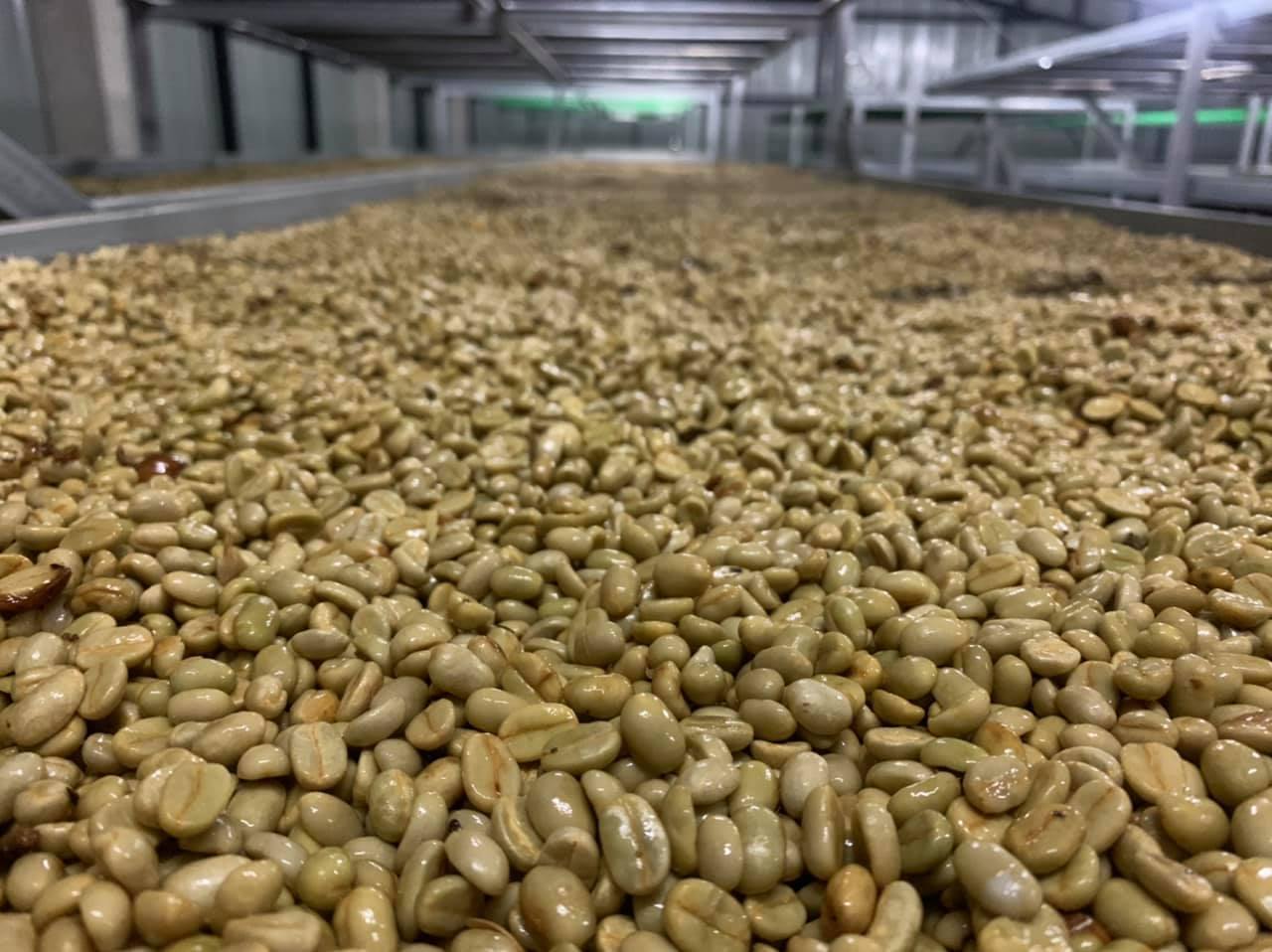 Siam Blades Coffee Subscription - Siam Blades