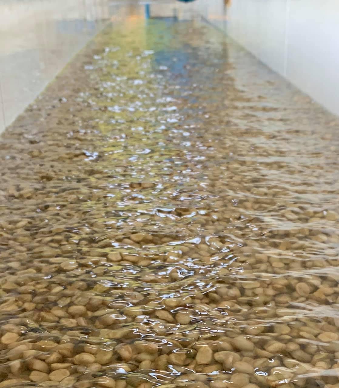 Siam Blades Coffee Subscription - Siam Blades