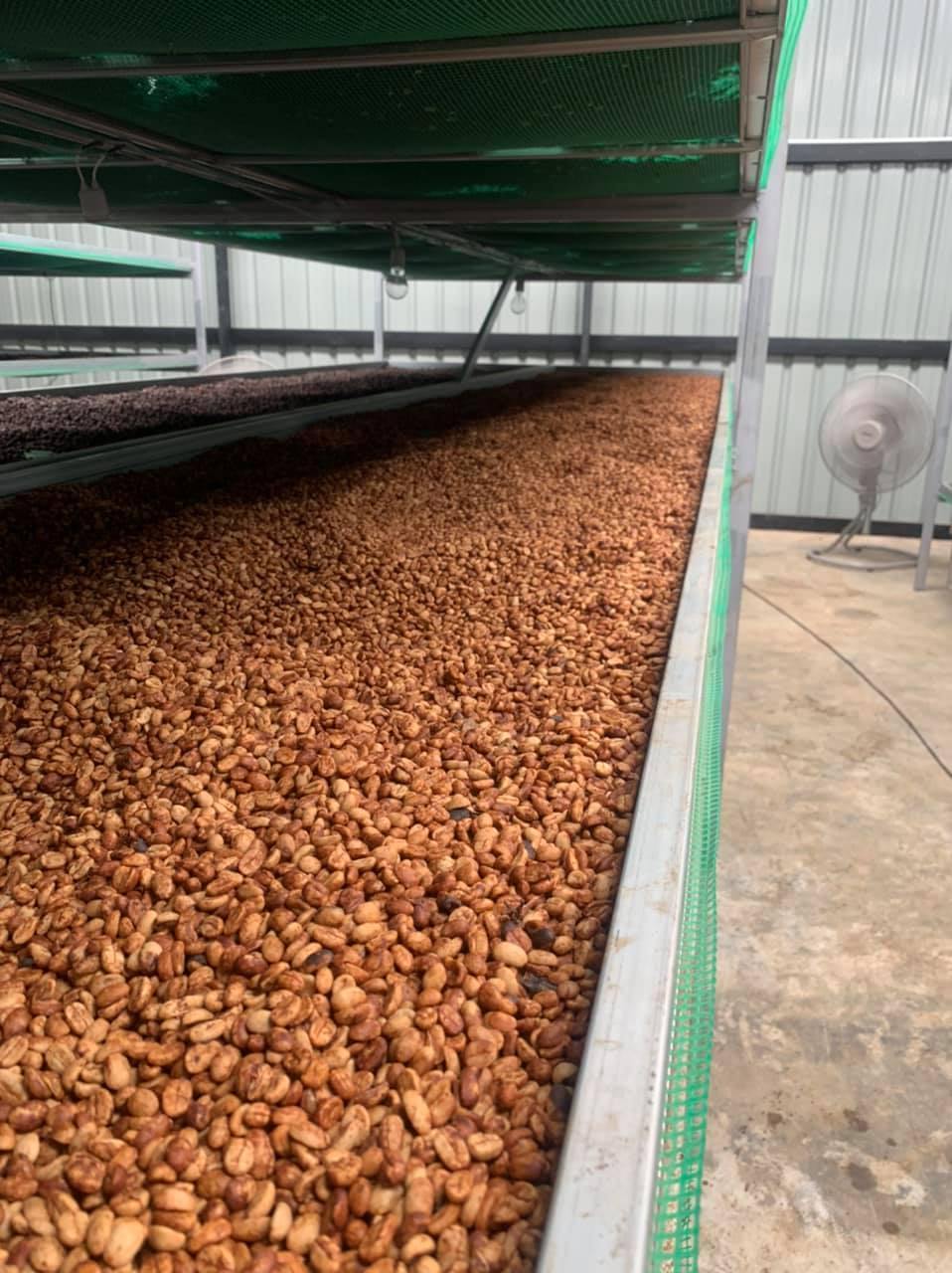 Siam Blades Coffee Subscription - Siam Blades