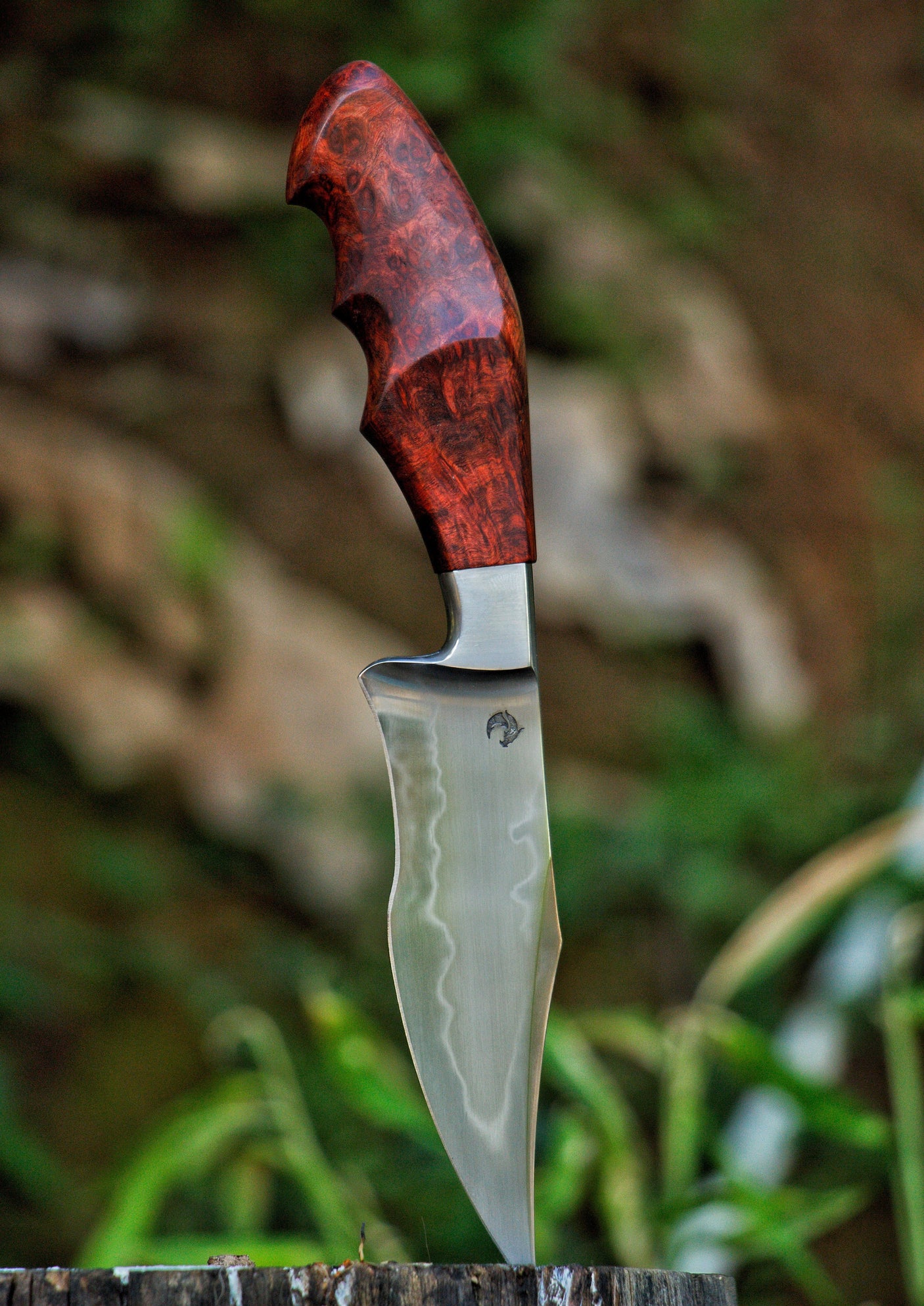 Dragonknife Integral Recurved Bowie