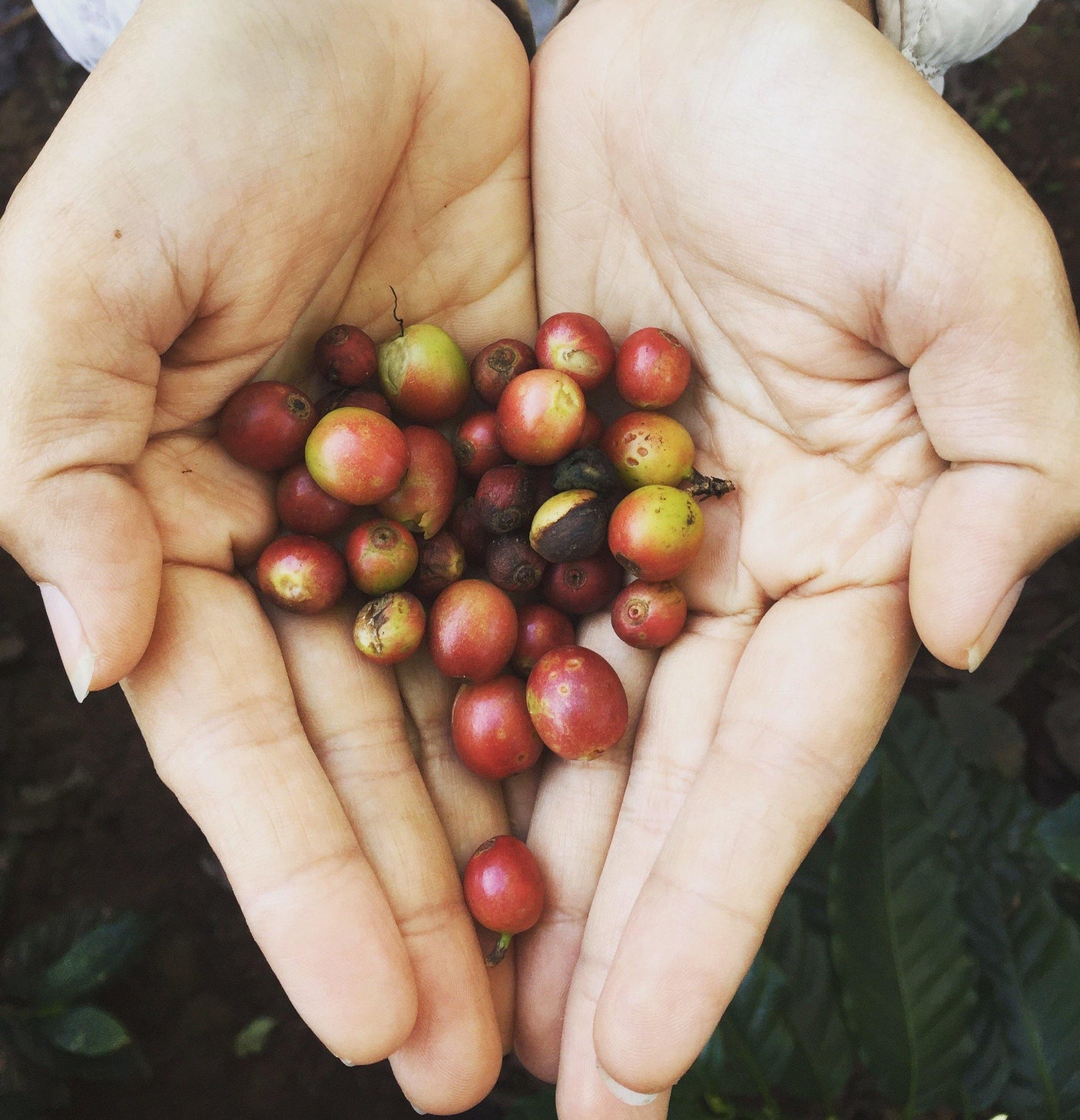 Siam Blades Coffee Subscription - Siam Blades