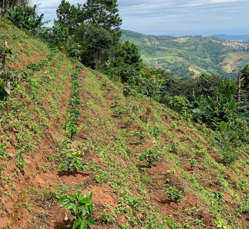 Siam Blades Coffee Subscription - Siam Blades