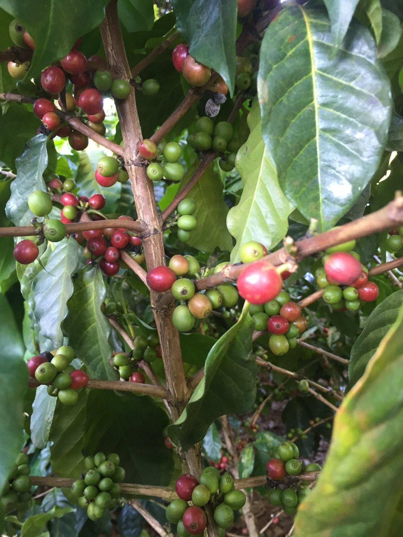 Domear Thai Coffee - Fresh Thailand Arabica Coffee