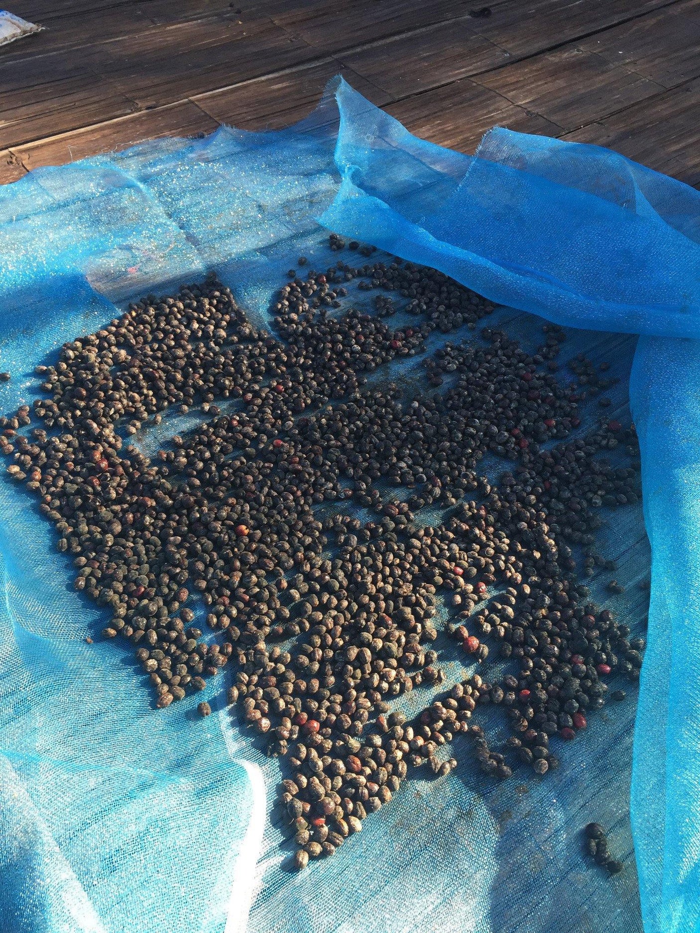 Domear Thai Coffee - Fresh Thailand Arabica Coffee