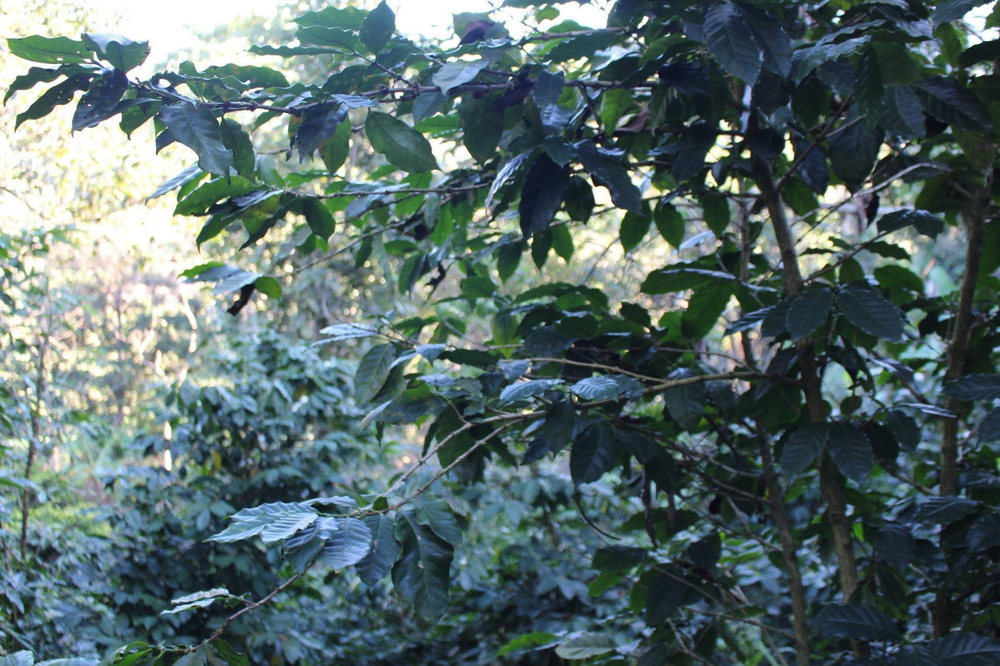 Domear Thai Coffee - Fresh Thailand Arabica Coffee