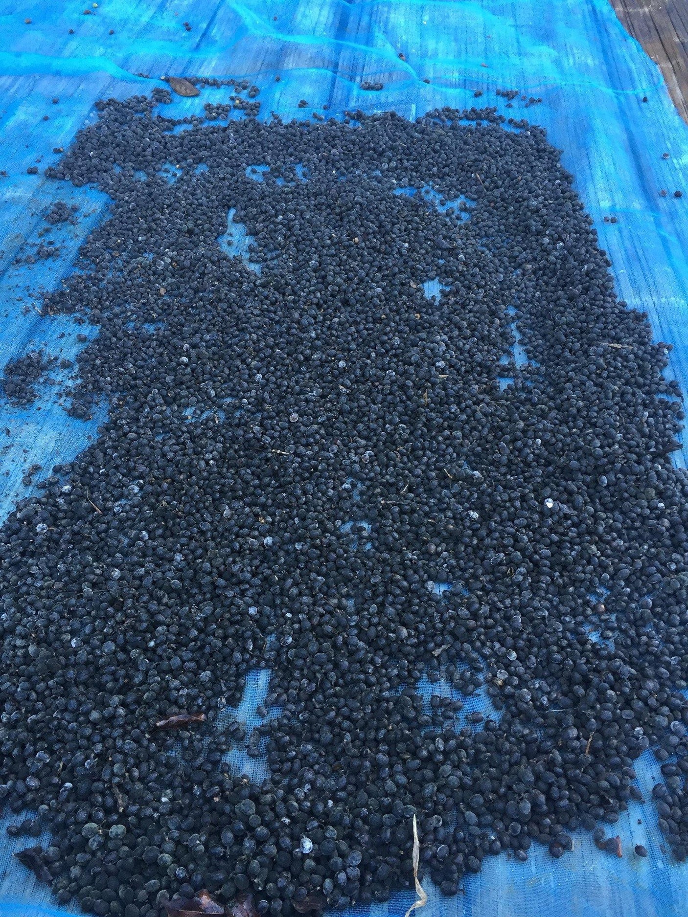 Domear Thai Coffee - Fresh Thailand Arabica Coffee