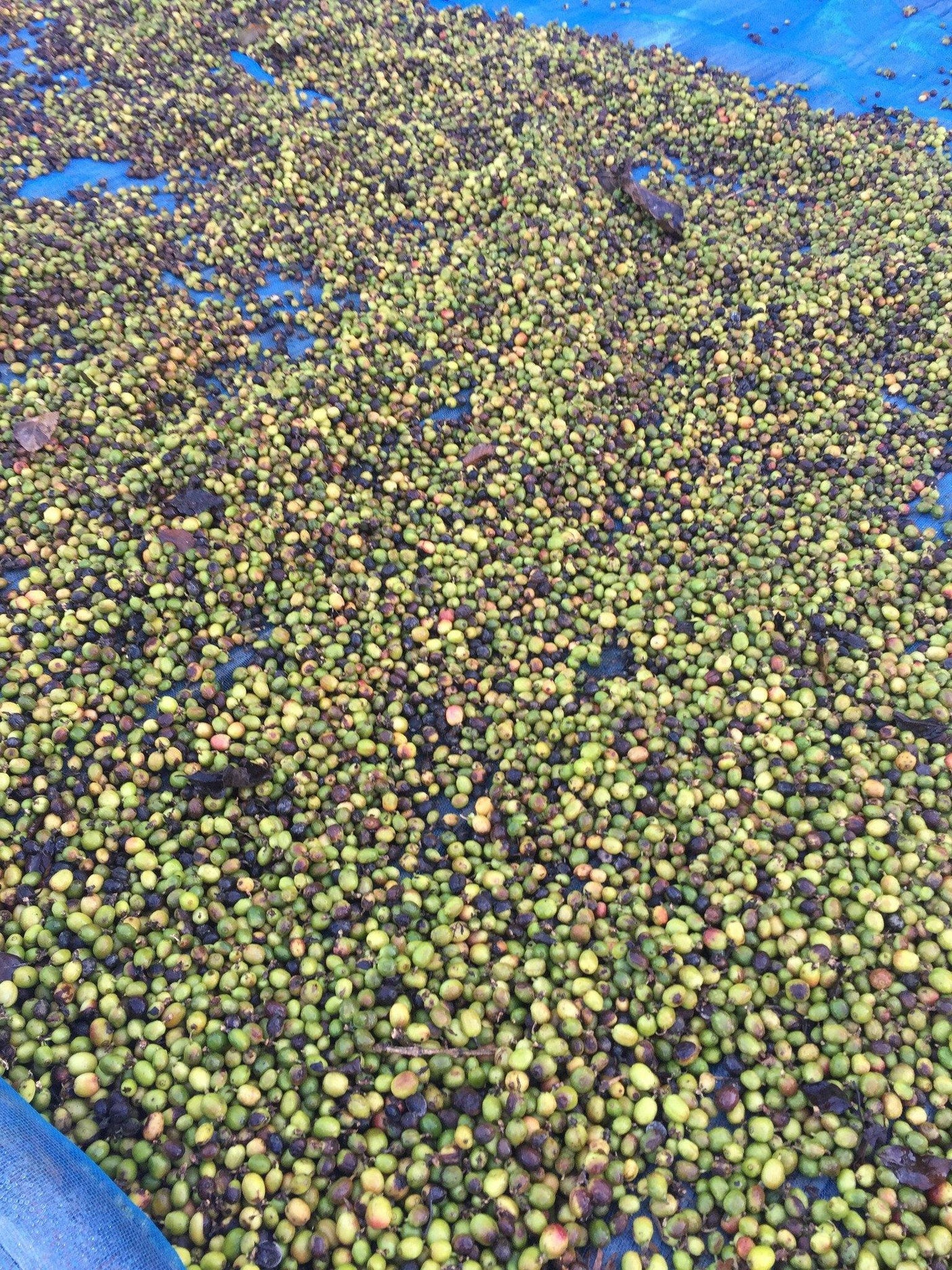 Domear Thai Coffee - Fresh Thailand Arabica Coffee