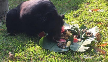 Swiss Volunteer Cuts Off His Arm With a Knife After Black Bear in Chiang Mai, Thailand
