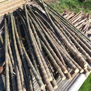 Hidden Bamboo blade - Siam Blades