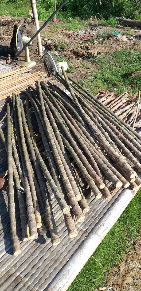 Hidden Bamboo blade - Siam Blades