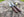 Damascus Chef Utility Knife - Siam Blades